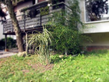 Bambusi pod terasom